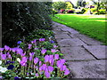 NZ1366 : Autumn Crocus, Memorial Park, Heddon on the Wall by Andrew Curtis