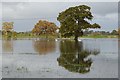 SO8541 : Trees reflected in floodwater by Philip Halling