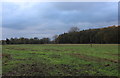 Field Sandwiched between Cod Beck and Alverton Wood