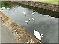 NS5668 : Swan on the Kelvin Aqueduct by Stephen Craven