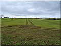 Crop field near Thornhill