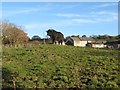 Black bull at Pwll Clai