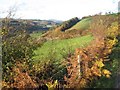 Autumn hedge