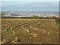 Rows of crop, rows of buildings