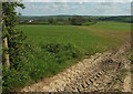 Field near Yelland