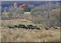 SK0760 : Small herd of wild deer on Swallow Moss by Neil Theasby