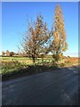 Two trees on Hoseley Lane