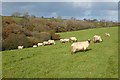 Pasture, St Michael Penkevil