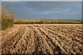 Farmland, Cuby