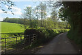 Lane to Collabear