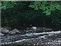 Heron by the river Kelvin