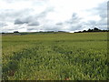 Cereal crop near Winterbourne Monkton