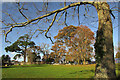 Trees by Torquay Grammar Schools