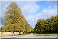 Majestic avenue of trees, Dunecht estate