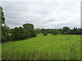 Grazing near the River Avon, Endford