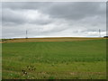 Crop field, Normanton