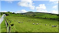 On road leading N from Cranagh, Sperrins - view towards Dart Mountain