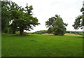 Grazing and trees near Great Durnford