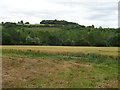 Cereal crop and woodland near the River Avon