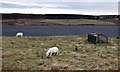 Sheep farming by Loch Assapol