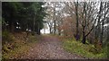 NN9623 : Woodland near Newrow Lodge by Richard Webb