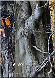 SS8978 : Beech tree trunk by Alan Hughes