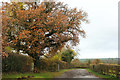 Oak tree by Scot Lane