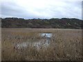 Siddick Ponds Nature Reserve