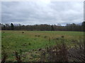 Grassland off National Cycle Route 72