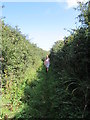 Once you get past Trengothal the bridleway becomes rather narrow