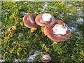 SH7576 : Iced mushrooms 2 by Jonathan Wilkins