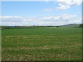 Grassland near Turnbourne Farm