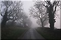 TF0015 : Fog in the trees by Bob Harvey