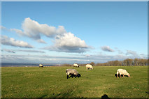TQ3013 : Sheep, South Downs by Robin Webster