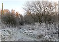 Frosted vegetation at Woodside