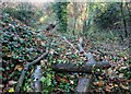 View down into a disused pit in Danby Wood