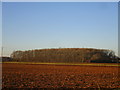 Ploughed field and plantation near Old Hall Farm