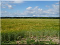 Cereal crop near Claverham Green Farm