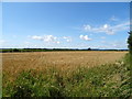 Cereal crop off Brockley Way