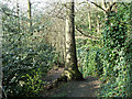 Path in Lesnes Abbey Woods