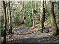 Paths in Lesnes Abbey Woods