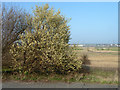 TQ5479 : Pussy willow, Rainham Marshes RSPB reserve by Robin Webster
