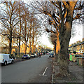 Vinery Road: winter trees