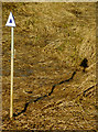 Triangular Sign in the Reeds