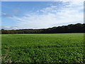 SE2610 : Farmland and woodland near High Hoyland  by JThomas