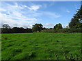 Grazing near Hill top Farm, Clayton West