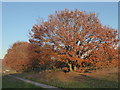 East Wickham Open Space at the end of autumn