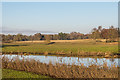 SJ5509 : River Tern, Attingham Park by Ian Capper