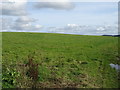 Grassland, Ponker Hill