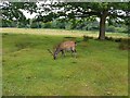 TQ5353 : Deer in the deer park by DS Pugh
